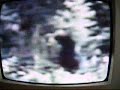 document from 1992 showing alleged bigfoot