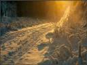 Neve