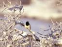Neve