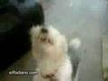 Perro Metalero www.antiregeton.com
