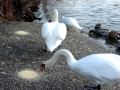 Lovely Swans 可愛天鵝 (Eng)