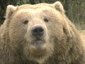 How To Face A Wild Bear