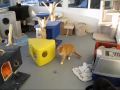 Cat Gazebo