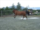 Arabian - Saddlebred for sale