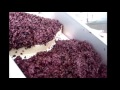 Criveller Grape Elevators High)
