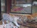 Tiger-Cubs-Playing-at-Barefoot-Landing,-North-Myrtle-Beach