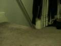 videos de My cat plays fetch