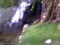 videos de Iguana attacks Brandon 09-16-07