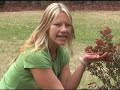 Knock Out Rose \"selective pruning\" ...