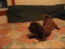 Gizmo
