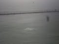Angel MEG Loves Dolphins =)