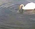 Swan attacking a fish Swan attacking a fish