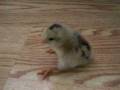 videos de My Baby Amerecauna