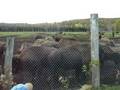 regio nde lanaudière...terre des bisons