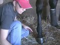 Hoof Beats Tips of the Trade. Danielle Miller of the Jim Arledge Stable shows how to apply stall bandages to 2-year-old trotter Mr Pegasus.