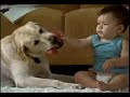 Labradores Labradores