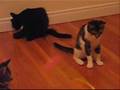 Kittens!