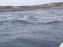 Morfilod - Llyn Valdes