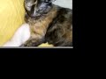 Funny kittens