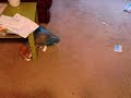 Neo - The caped cat hero