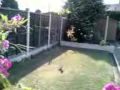 Bee Miraclous Escape / Spider Web !