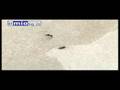 videos de L'INVASIONE DELLE FORMICHE ALATE