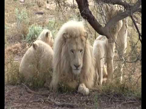 LION LION