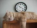 sleeping kitties