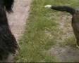 Afghan Hound Deerhound Wilanow 2008