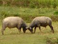 Conflict Resolution (Waterbuffalo, Vietnam) Conflict Resolution (Waterbuffalo, Vietnam)