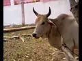 Cow Scandal