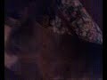 Cortometraje gatuno