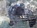 Pair of Turkeys by Jade Crane Oct 11 2008 - VID00009