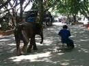 Samphran Elephant Ground & Zoo (Elephant)