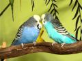 Budgies chirping and talking to each other