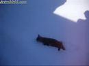 cat walks in snow