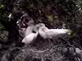 Feeding Time at the Rookery