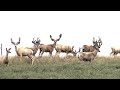 "Monster Mule Deer Hunting" South Dakota Mule Deer Hunting