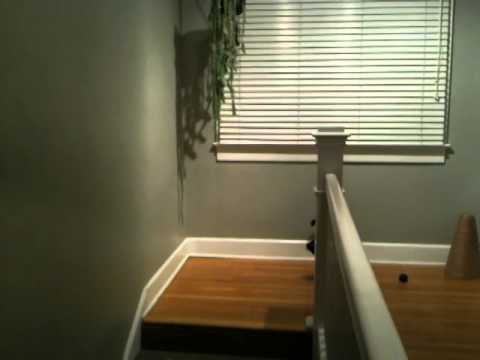 how to plant donkey tail