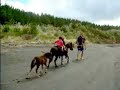 Pony Riding on the ocean beach