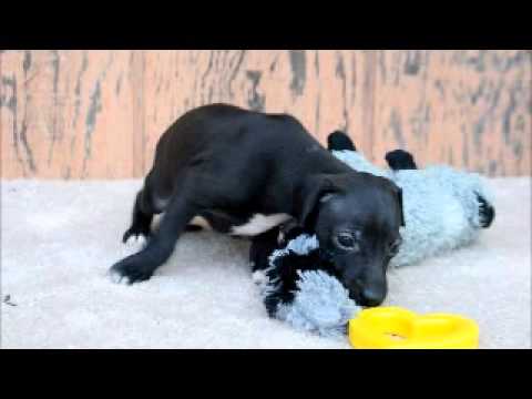 Bailie Black Italian Greyhound