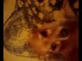 Reggie Love: Dog Says 'I Love You'