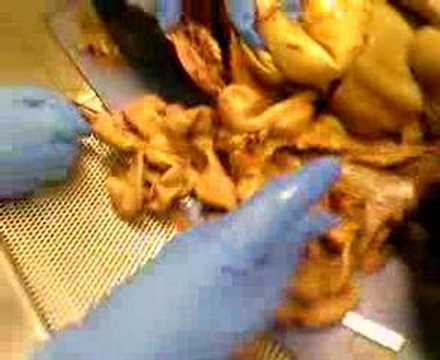 Intestine of a cat
