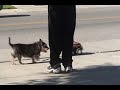 Funny Movies - Walking the dog...