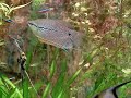 Tricogaster leri
