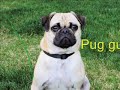 The Delightful Pug Dog Slideshow