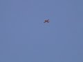 GWS-T6 Maiden Flight GWS-T6 Maiden Flight