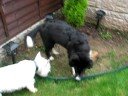 Scoob & Harley in the garden September 08