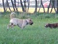 Victor Boerboel vs Coco Amstaff Victor Boerboel vs Coco Amstaff