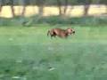 Boerboel video